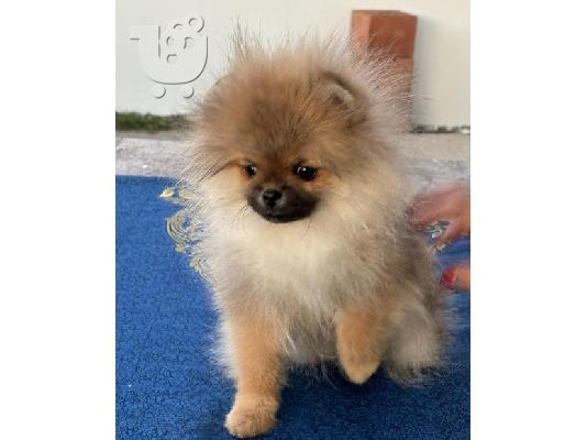 Pomeranian, καθαρόαιμα κουτάβια